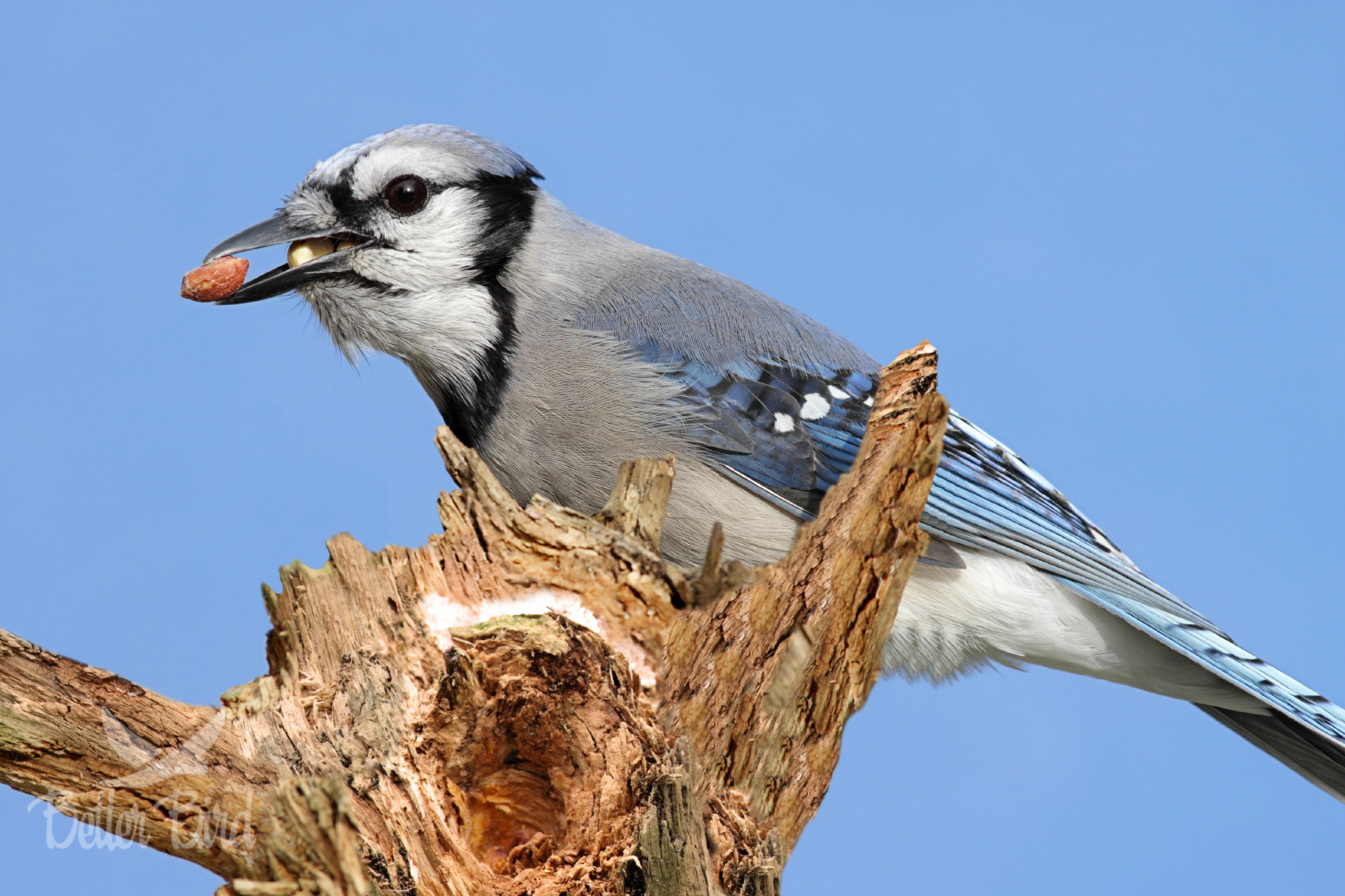 Blue Jay Better Bird